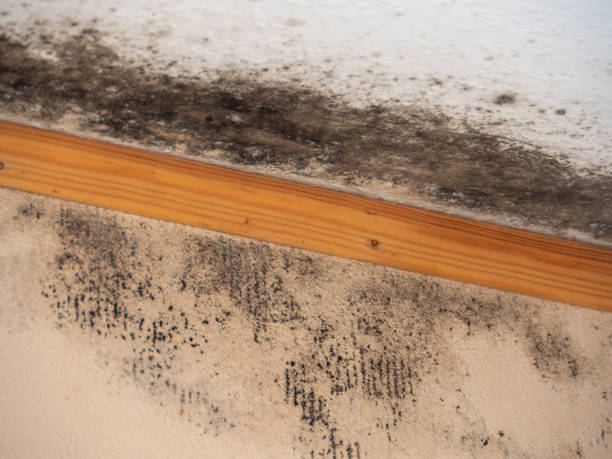 Reliable Devon, PA Mold Removal Solutions